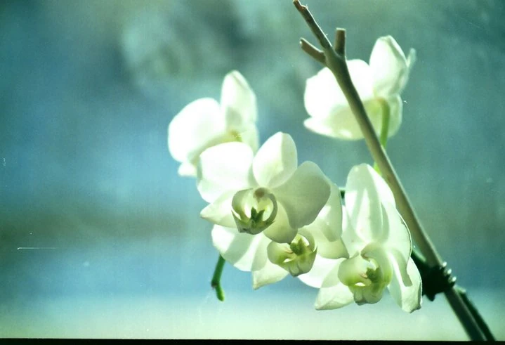 Delikatne białe orchidee na rozmytym tle
